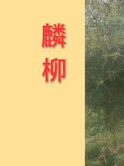 临流独坐图